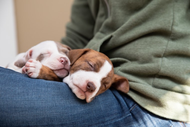 Sleeping puppies