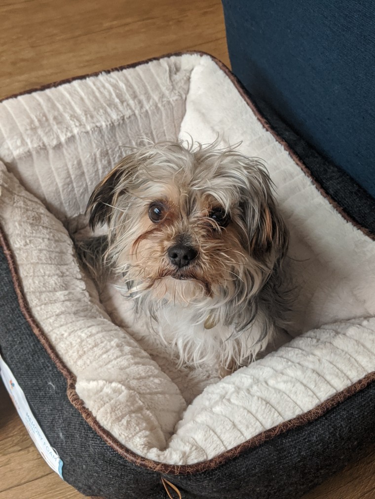 A shaggy dog looks up.