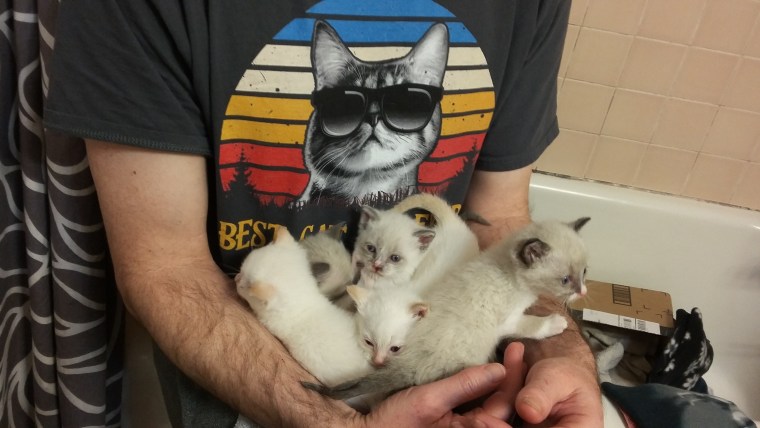 Arms cradle kittens.