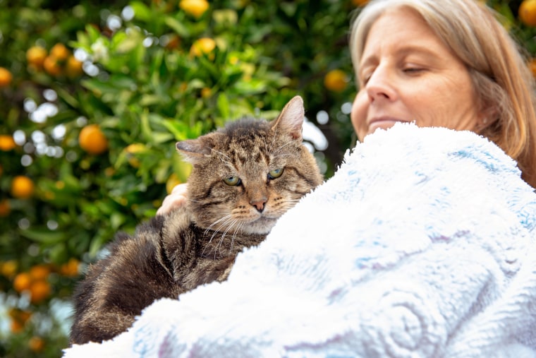 An older cat snuggles in a woman's arms.