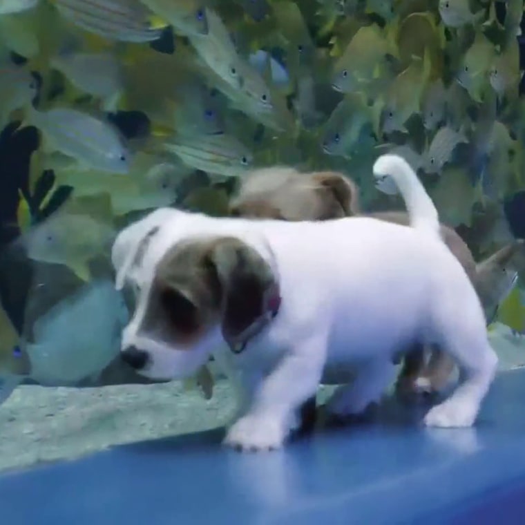 The two pups were allowed to explore the empty aquarium and meet their marine friends.