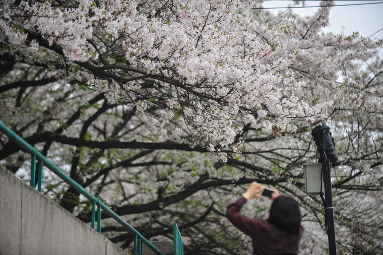 Image: A resident takes photos of cherry blossoms