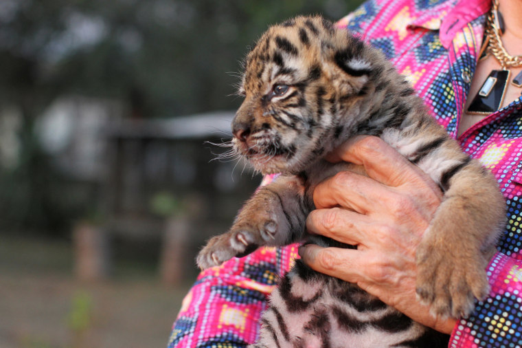Image: A private Mexican zoo in Cordoba named a Bengal tiger cub Covid after the illness caused by the coronavirus.