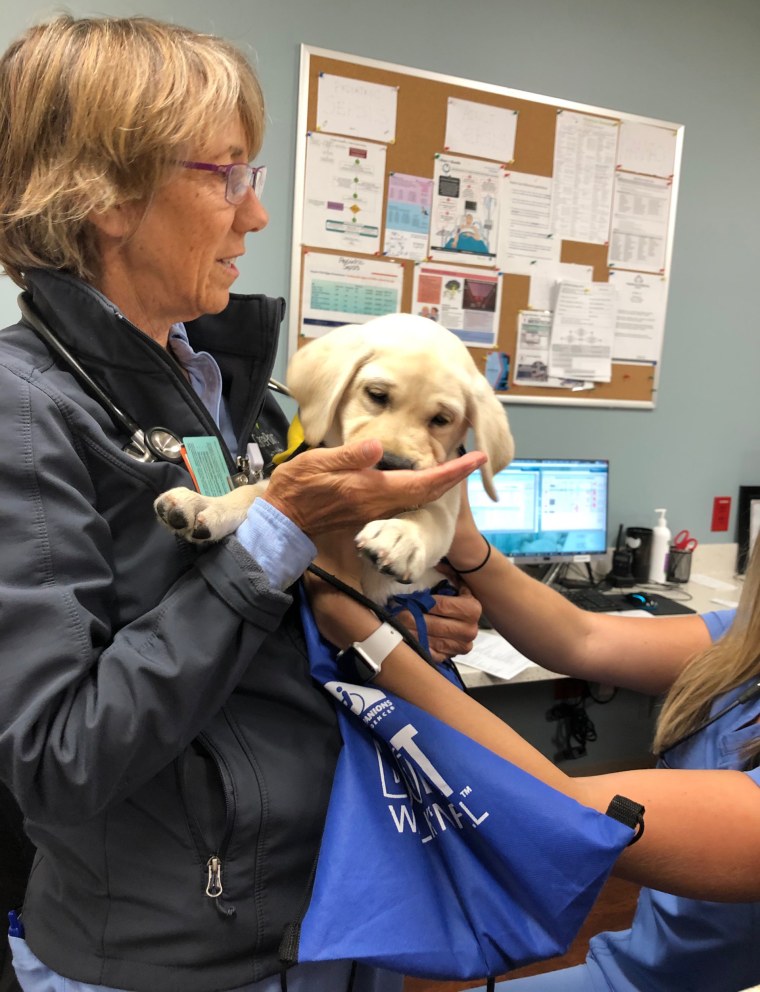 Even the most overwhelmed staff person feels better after cuddling with Wynn, a service dog in training. 