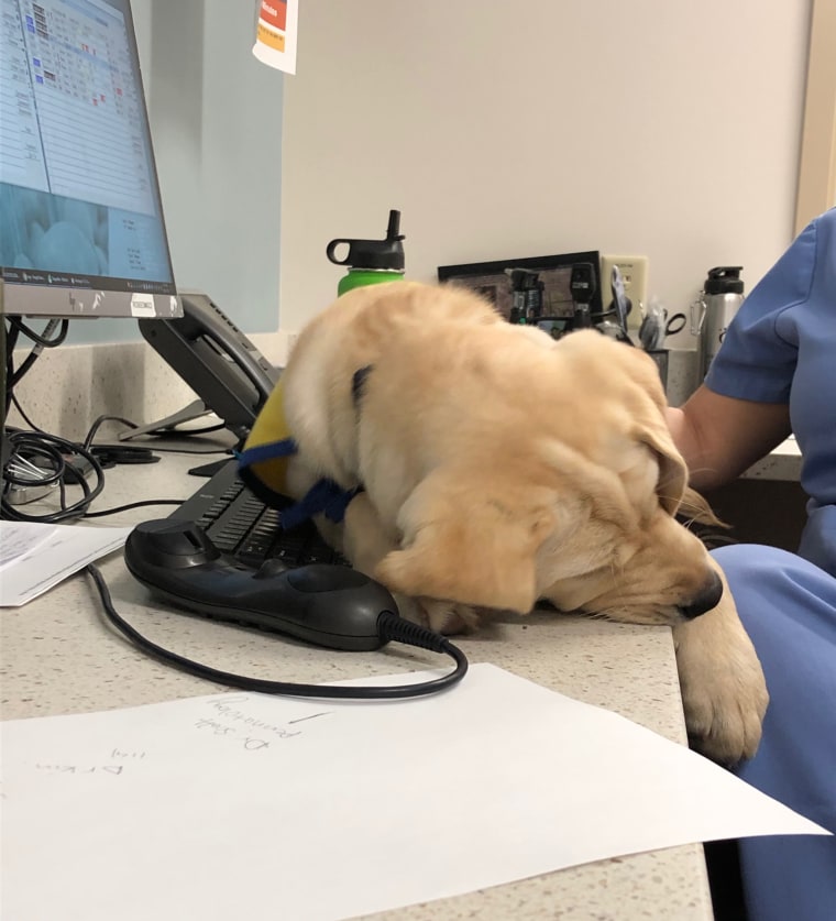 Wynn always went to work in the emergency department with her puppy raiser, Dr. Susan Ryan. As staff stress has increased during the COVID-19 pandemic, more people are seeking out cuddles with the good girl. 