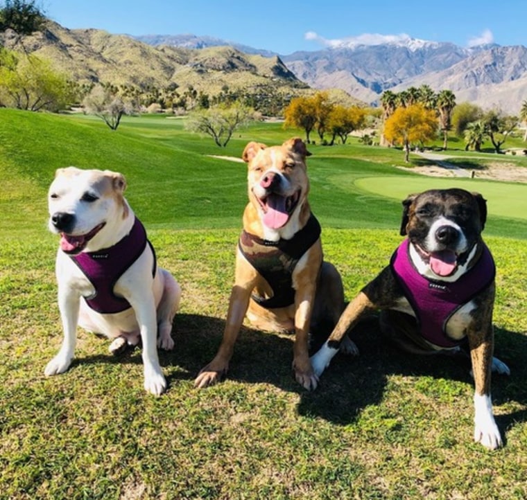 Three pit bulls smile