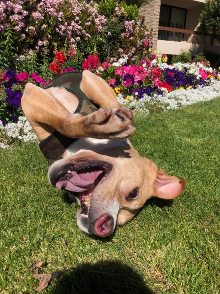 A pit bull rolls on his back.