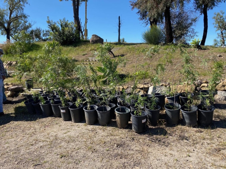 Kim Stanwood Terranova's pepper trees