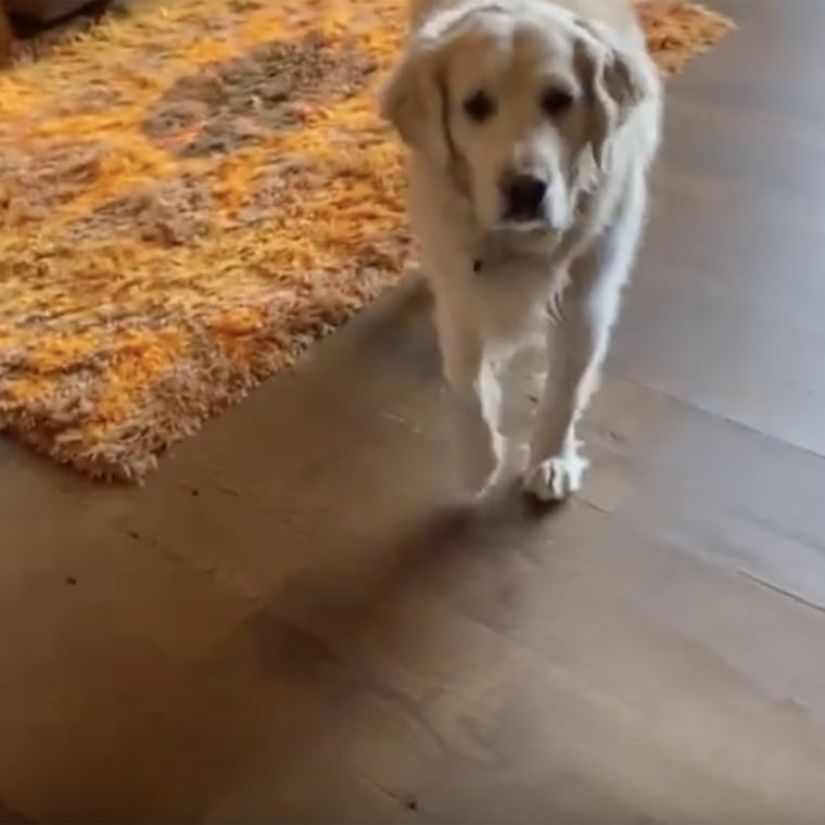 Fallon's dog, Gary, seemed confused by the slide situation.