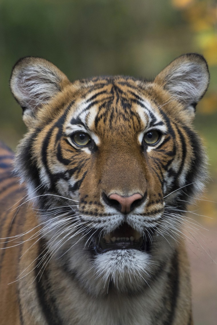 Nadia, a Malayan tiger at the Bronx Zoo in New York, has tested positive for the coronavirus.