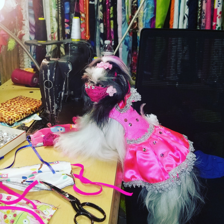 A shih tzu wears a mask in a pet fashion studio
