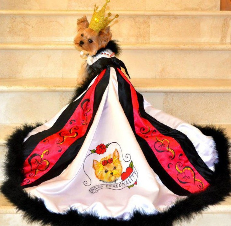 A terrier wears and elaborate cape
