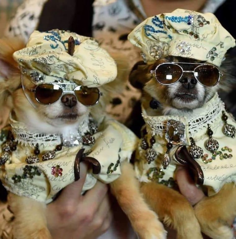 Chihuahuas wear sunglasses and cool clothes
