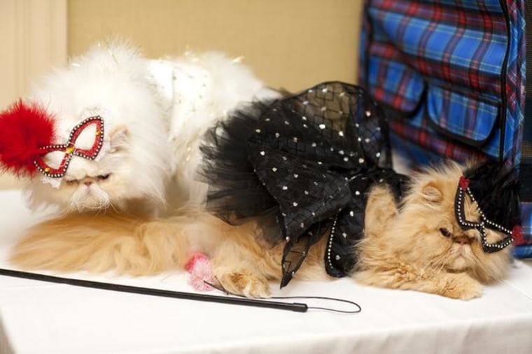 Cats model high fashion