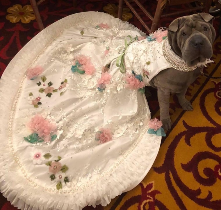 A dog wears a gown.