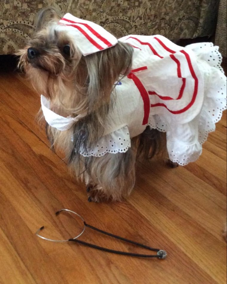 A Yorkshire terrier wears a nurse uniform