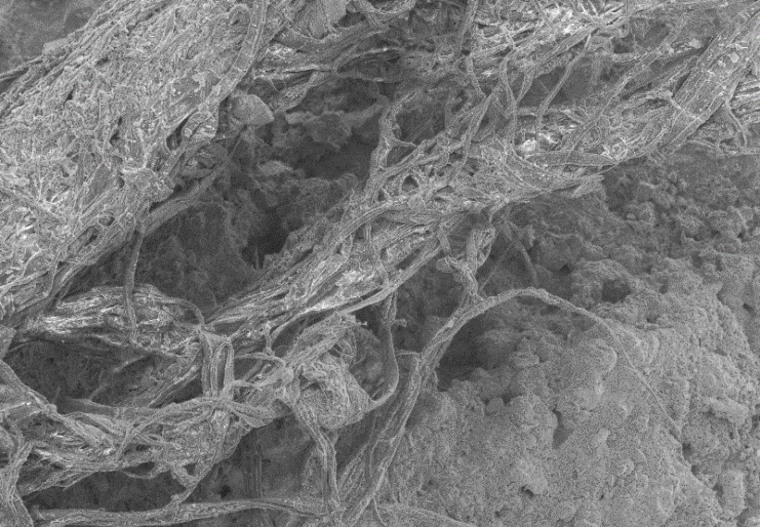Image: Extreme detail of the cord fragment showing the twisted bark fibers, which were examined with a scanning electron microscope.