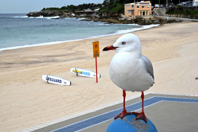 Image: An empty Coogee beach is seen during a lock down in Sydney