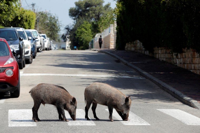 Wild boars cross a road in a residential area in Haifa, northern Israel, on April 16, 2020.