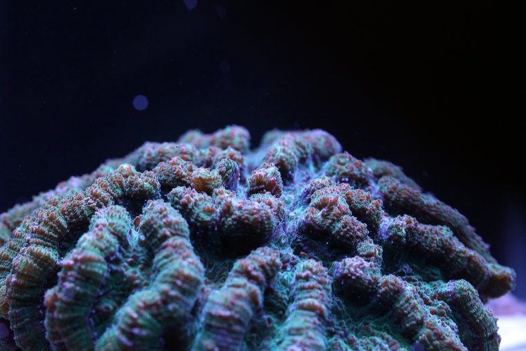 Image: Ridged cactus coral