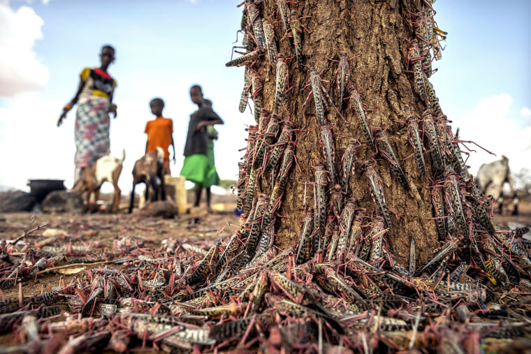 Image: Desert locusts swarm over a tree in Kenya on March 31.