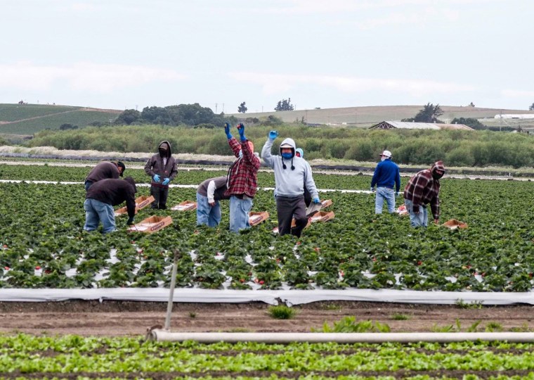 Farmworkers wave to the campesino appreciation caravan  in Watsonville, Calif.