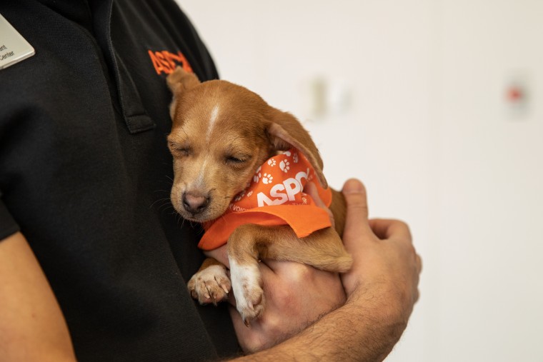 A tiny puppy snuggles into arms