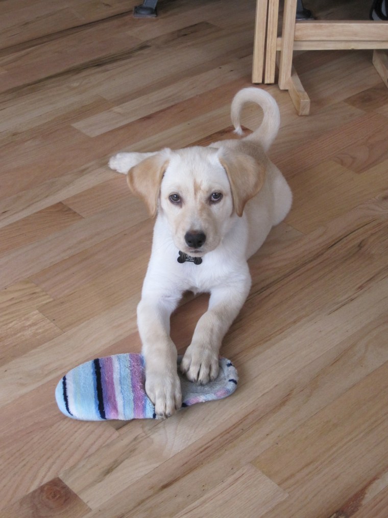 A puppy hordes a slipper