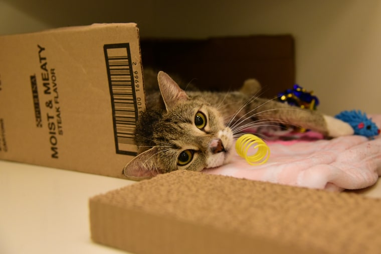 Cat relaxes in a box