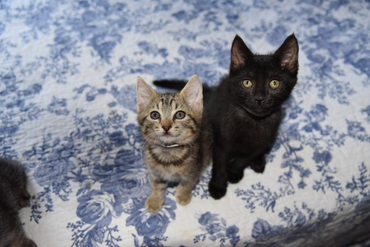 Two kittens gaze up at the camera