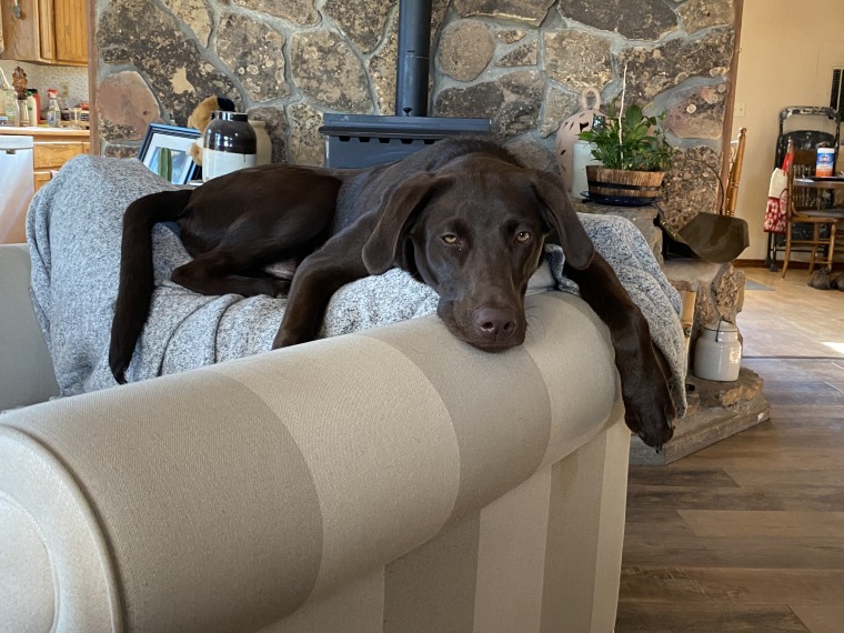 A chocolate Lab rests on top of a couch