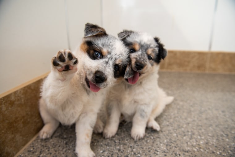 A puppy waves with a friend