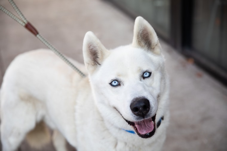 A white dog smiles at the camera