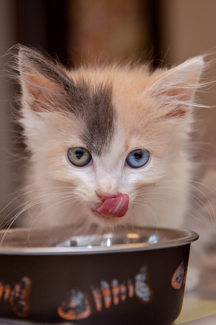 A kitten licks at water