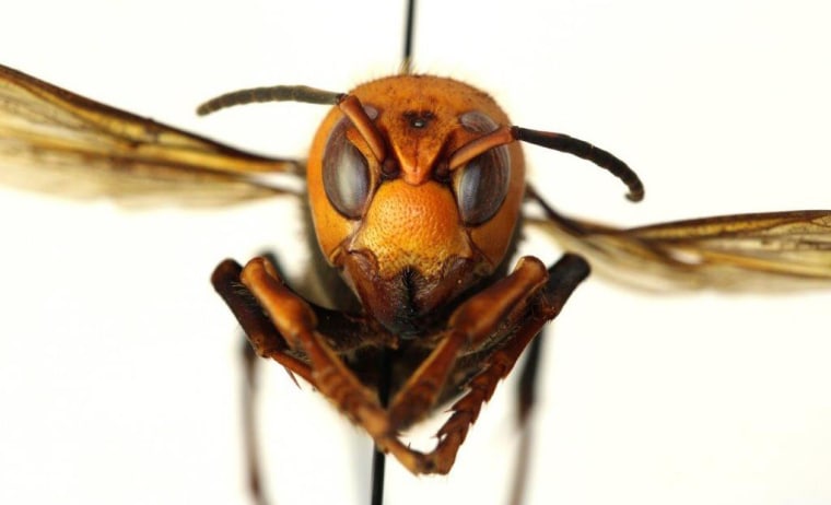 what are murder hornets murdering hornets