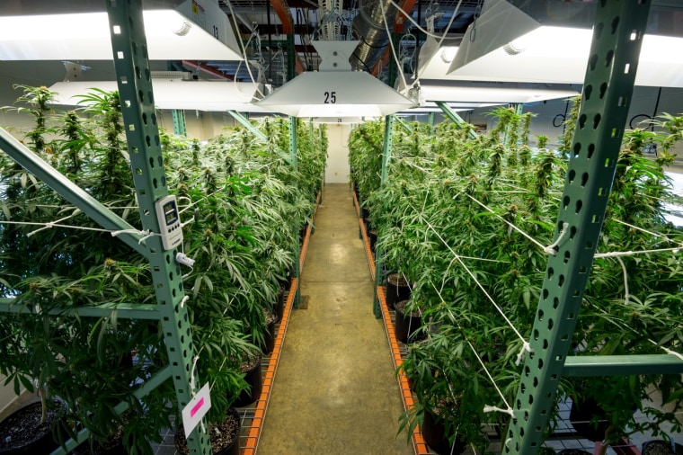 Image; Indoor cultivation of marijuana at the University of Mississippi.