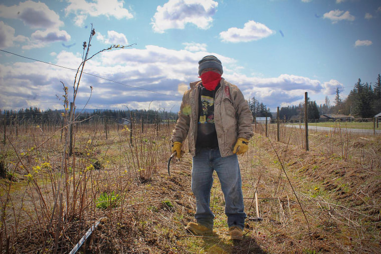 A farmworker tends to fields in Skagit County, Washington.