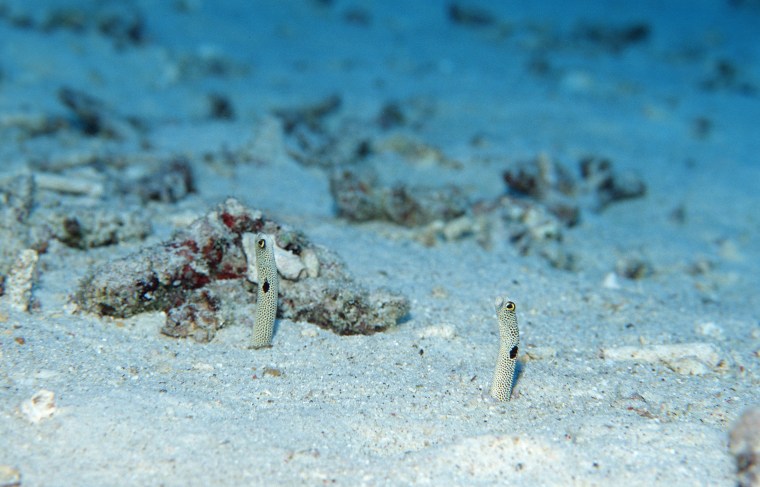 Image: Spotted garden eels, similar to those held at a Tokyo aquarium, burrow in sand at signs of perceived threats.
