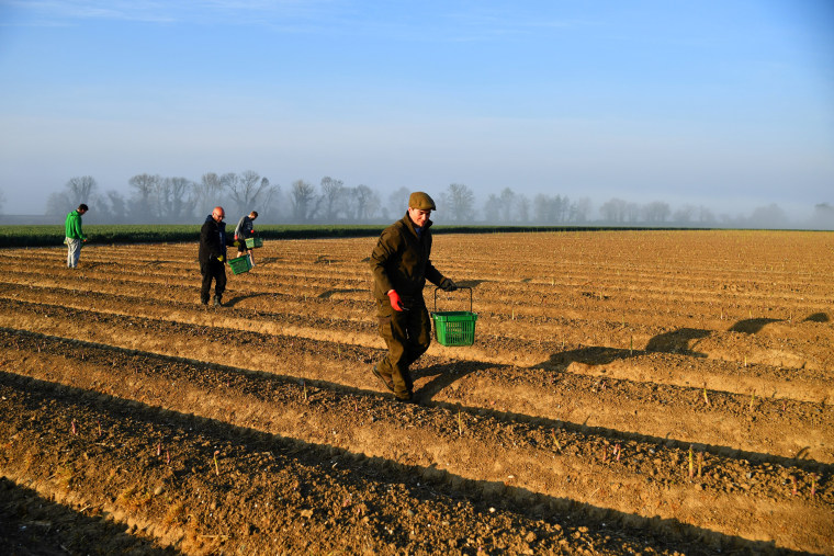 Image: Local residents pick asparagus as they work at Dyas Farms in Sevenscore