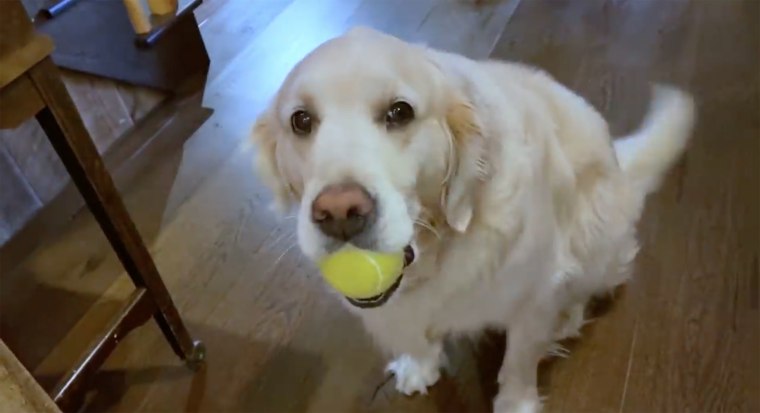 Poor Gary! The dog was given the boot by Fallon during his monologue.