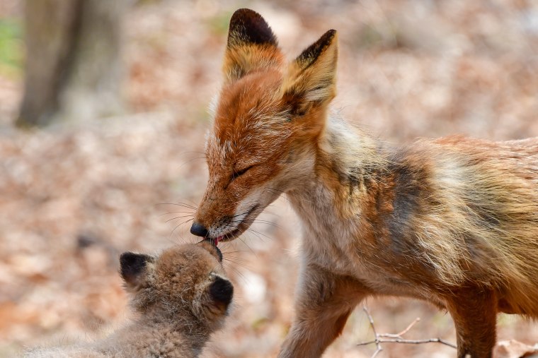 Moms of the animal kingdom (and their babies)