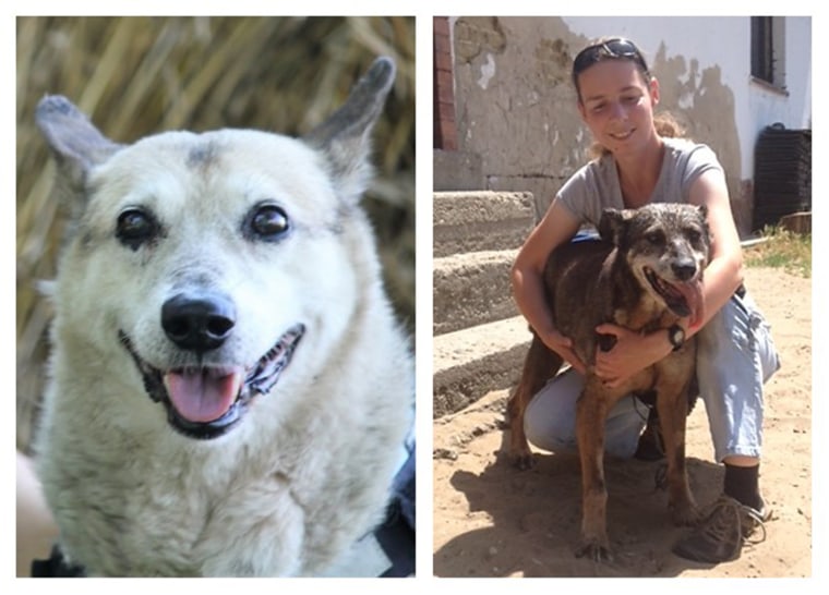 Researchers analyzed the genome of two extremely old dogs, Kedves, a 22-year-old female, and, Buksi, a 27-year-old male. Both dogs have since passed away, but their DNA might provide insight into canine aging.  