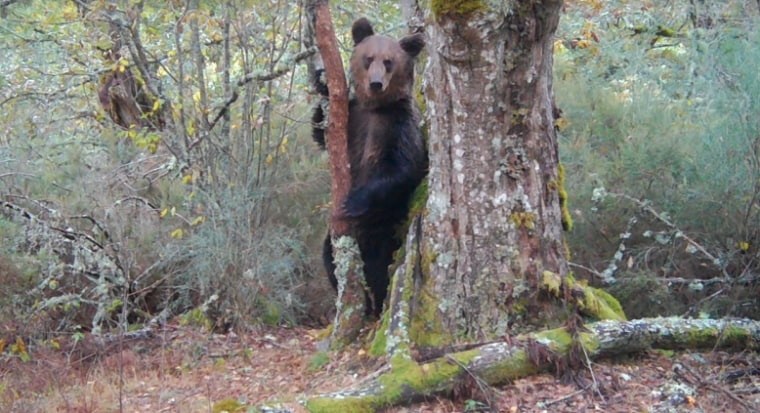 The brown bear was spotted using camera traps in Montes do Invernadeiro Natural Park in Galicia, Spain