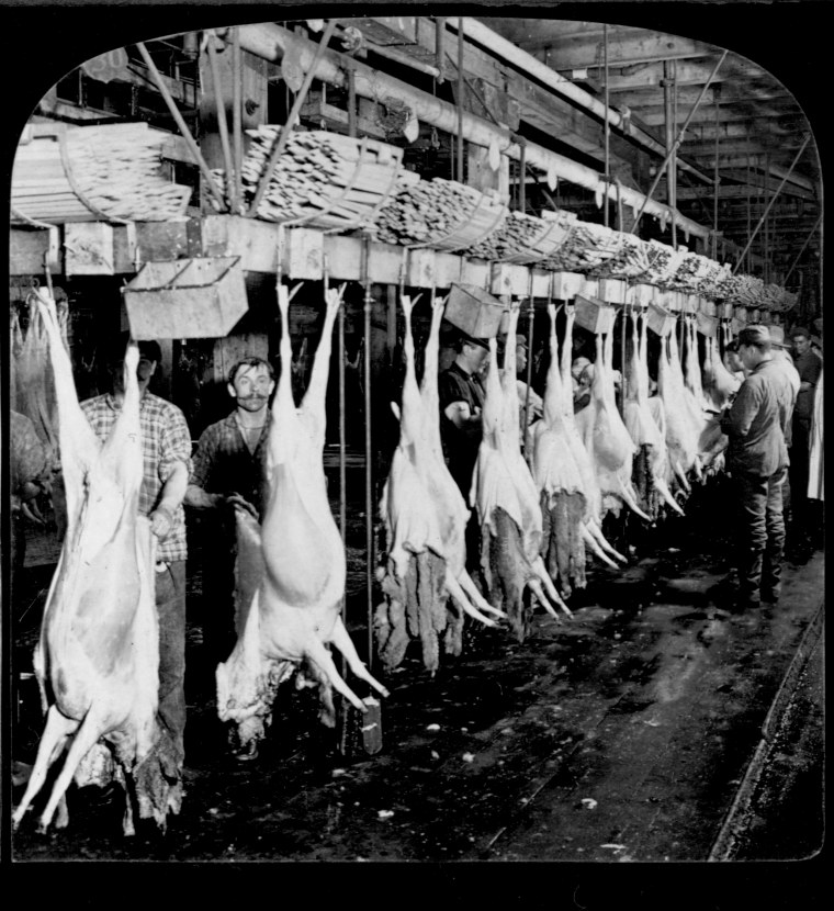 Image: Skinning lambs at a meat processing plant c. 1906.