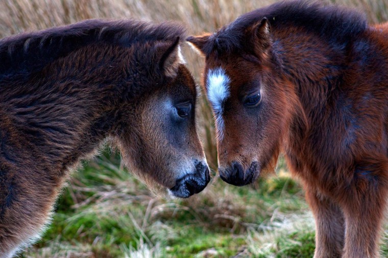 Image: Wild ponies in the Carneddau mountains in Wales on May 3, 2020.