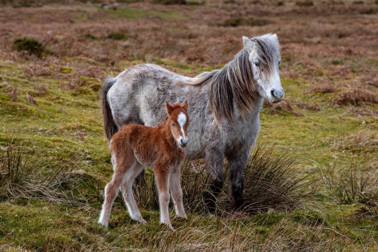 Image: Wild ponies in the Carneddau mountains in Wales on May 3, 2020.