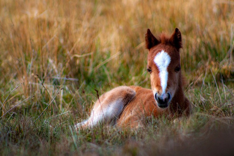 Image: Wild ponies in the Carneddau mountains in Wales on May 3, 2020.