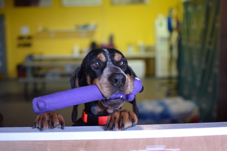 A dog holds a purple toy in the window of a shelter.