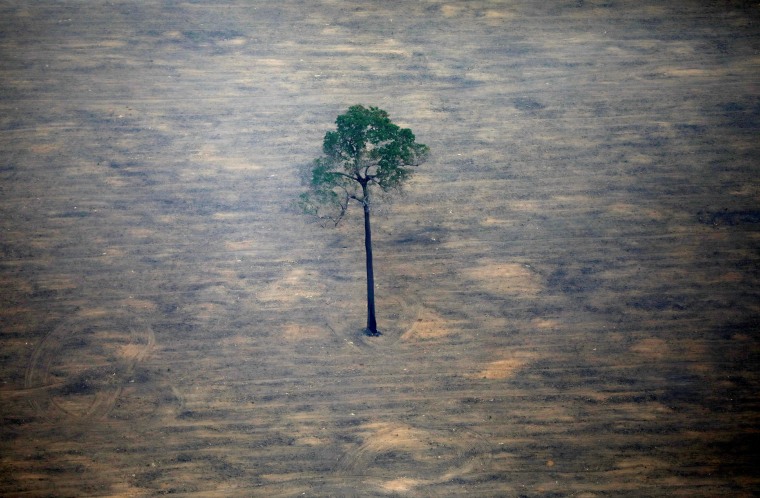 Image: An aerial view shows a deforested plot of the Amazon near Porto Velho
