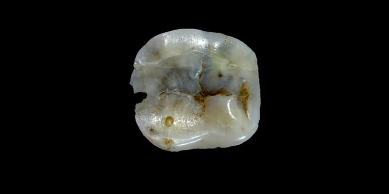 Image: This molar tooth from the Bacho Kiro cave in Bulgaria, dated to between 44,000 and 46,000 years ago, is one of the oldest pieces of evidence of Homo sapiens found in Europe.
